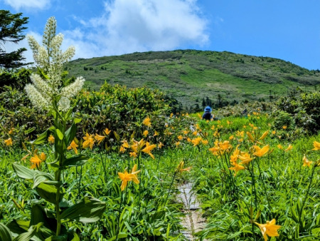 【画像】花いっぱいの森吉山登山道